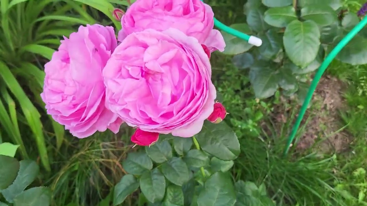 6 июля. Цветение роз🌹( розы Симбол , Акварель , Голден Селебрейшен,Летс Селебрейт и др.).