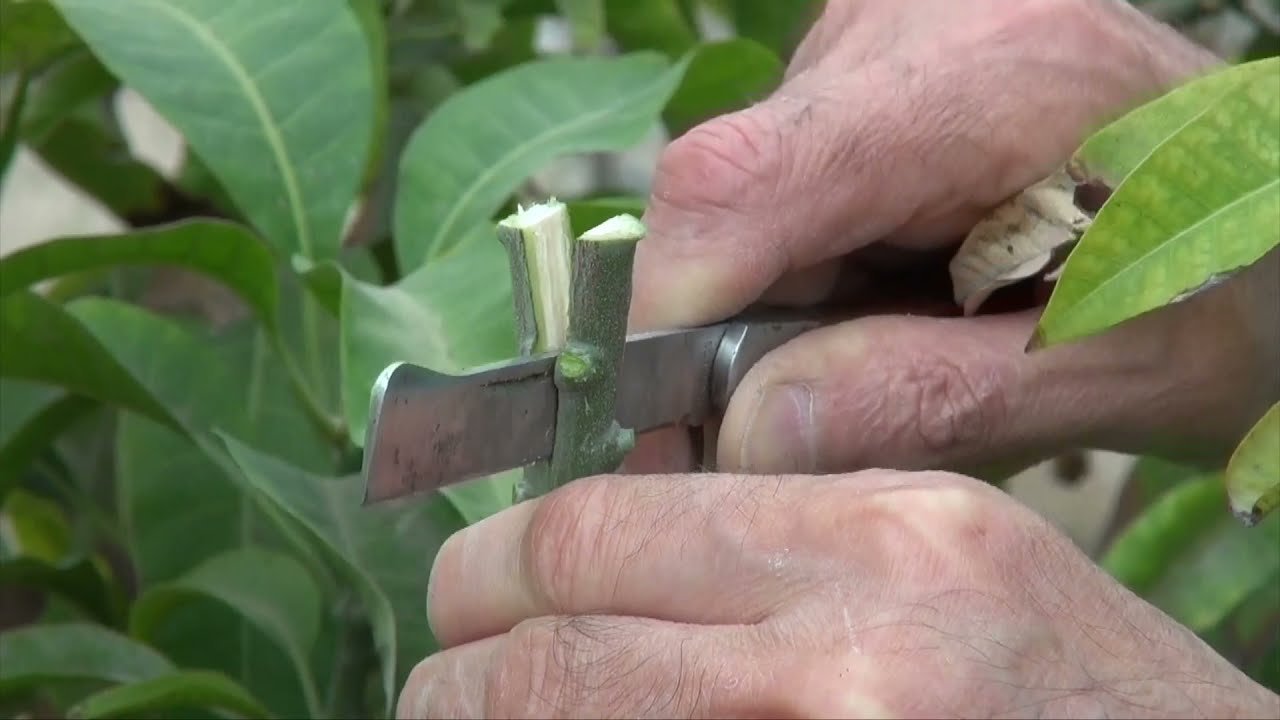 عدة تطعيمات لشجرة المانجو Several grafting for Mango tree