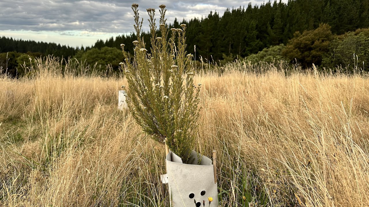 KT020 Kauri Trees Forest | Post-Summer Review of Area 1 Nurse Trees | March 2024