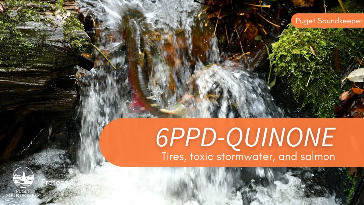 6PPD: How Tires, Toxic Stormwater, and Salmon Don&rsquo;t Mix