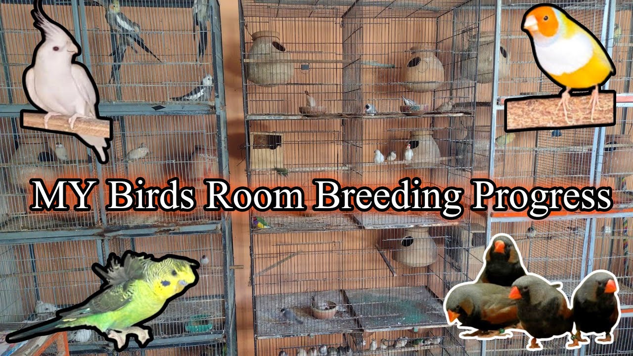 My Birds Room Breeding Progress | Fawn Java, Albino Red Eye Lovebird, Ladygouldian, Pied Dove, Finch