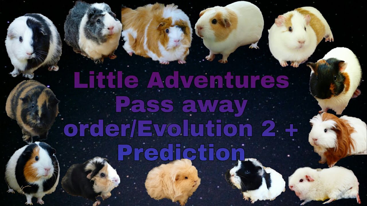 Little Adventures Pass away order/Evolution (Outdated)