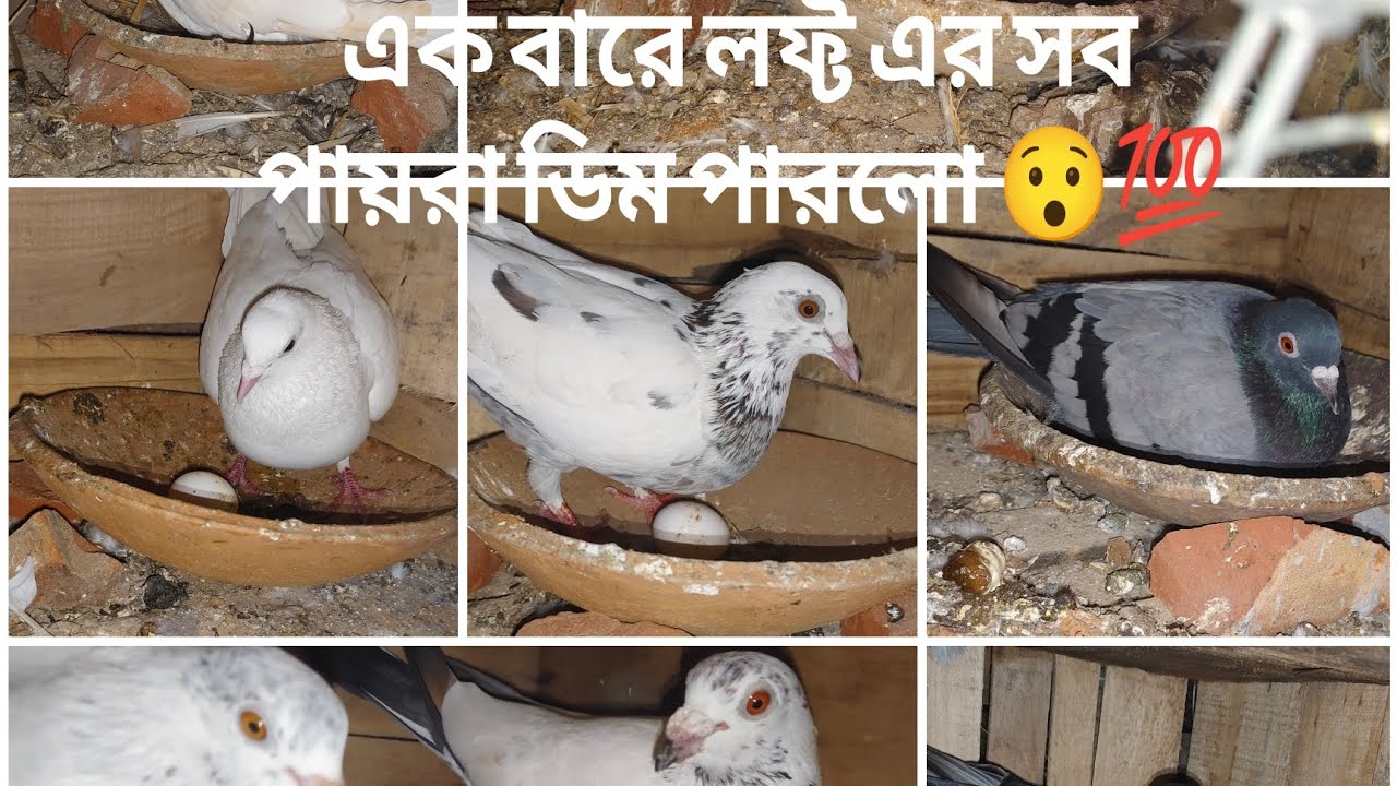 সব পায়রা এক বারে ডিম পারলো ❤️💯 31/1/2026॥