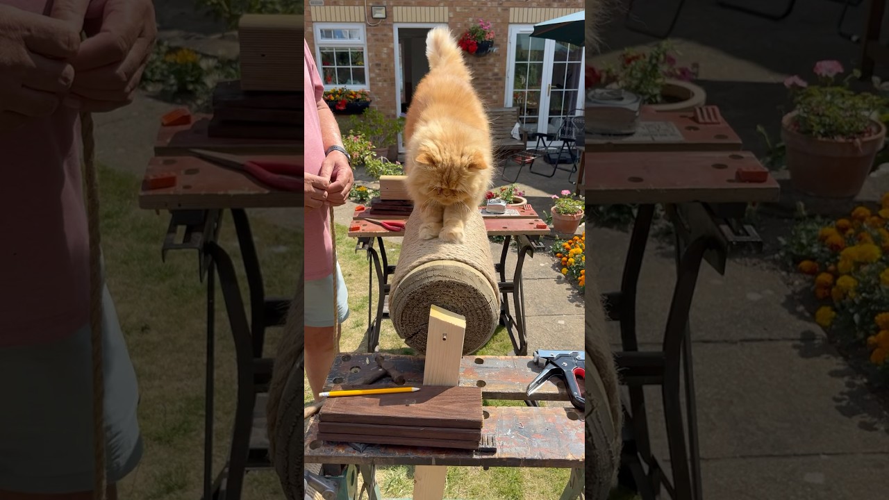 Catdad&rsquo;s made a new scratch post #catshorts #catsofyoutube #shorts #cutecatshorts #catdad #cat