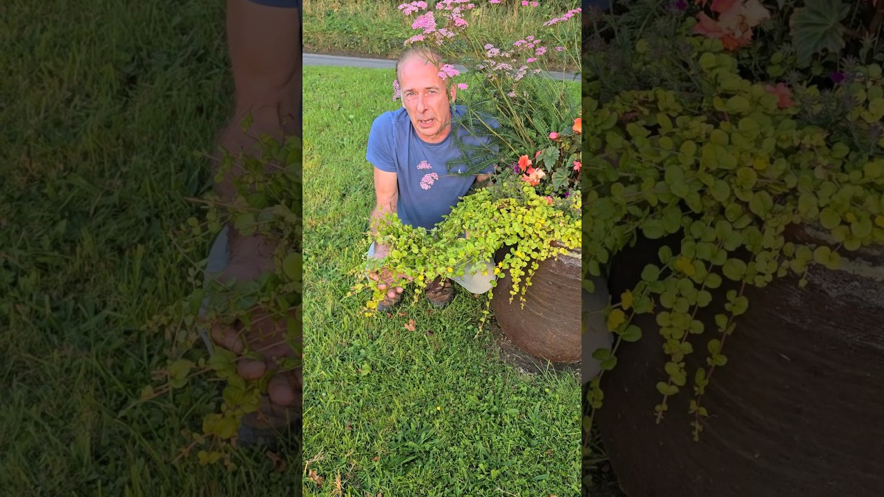 Creeping Jenny (lysimachia nummular) #nativeplants #gardening #permaculture #hangingbasket #explore