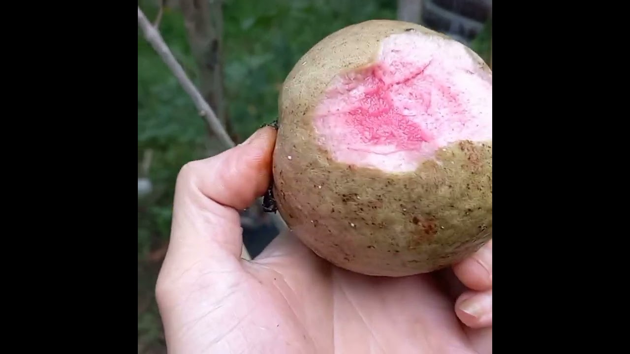 RASA BUAH JAMBU BIJI UNGU #shorts