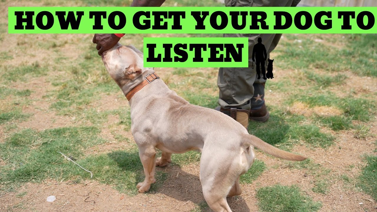 How to Get Your American Bully to Listen