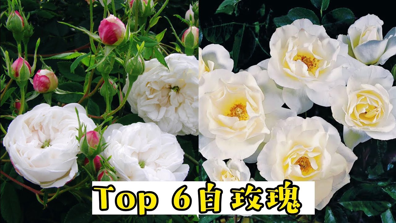 六款表现优秀的白玫瑰，爬藤、 灌木、地被，总有一款适合你。【莎拉养花】