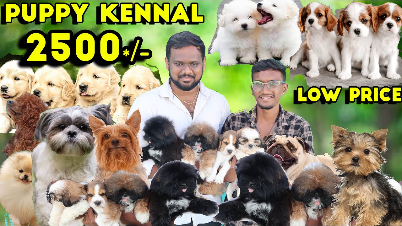 Puppy, Dogs For Sale At 2500 | Toy Bread, Lab, German, | All Breeds Puppies For Sales | Pet Market
