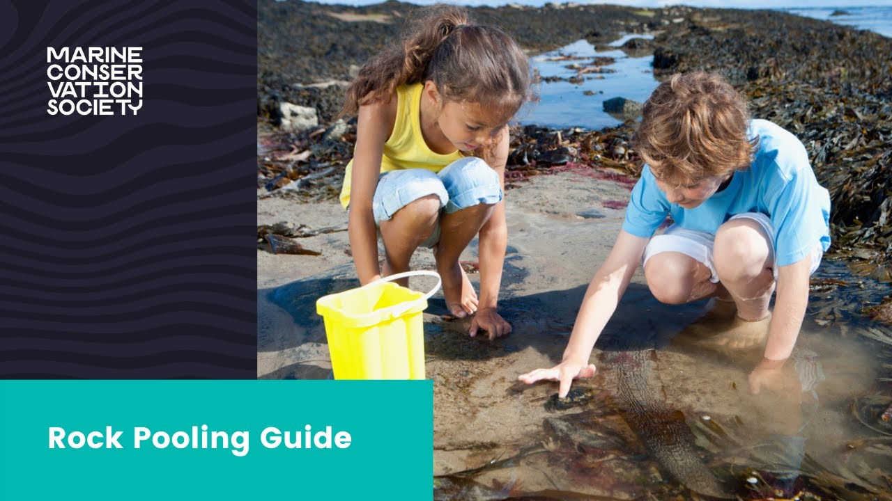 Rock Pooling Guide