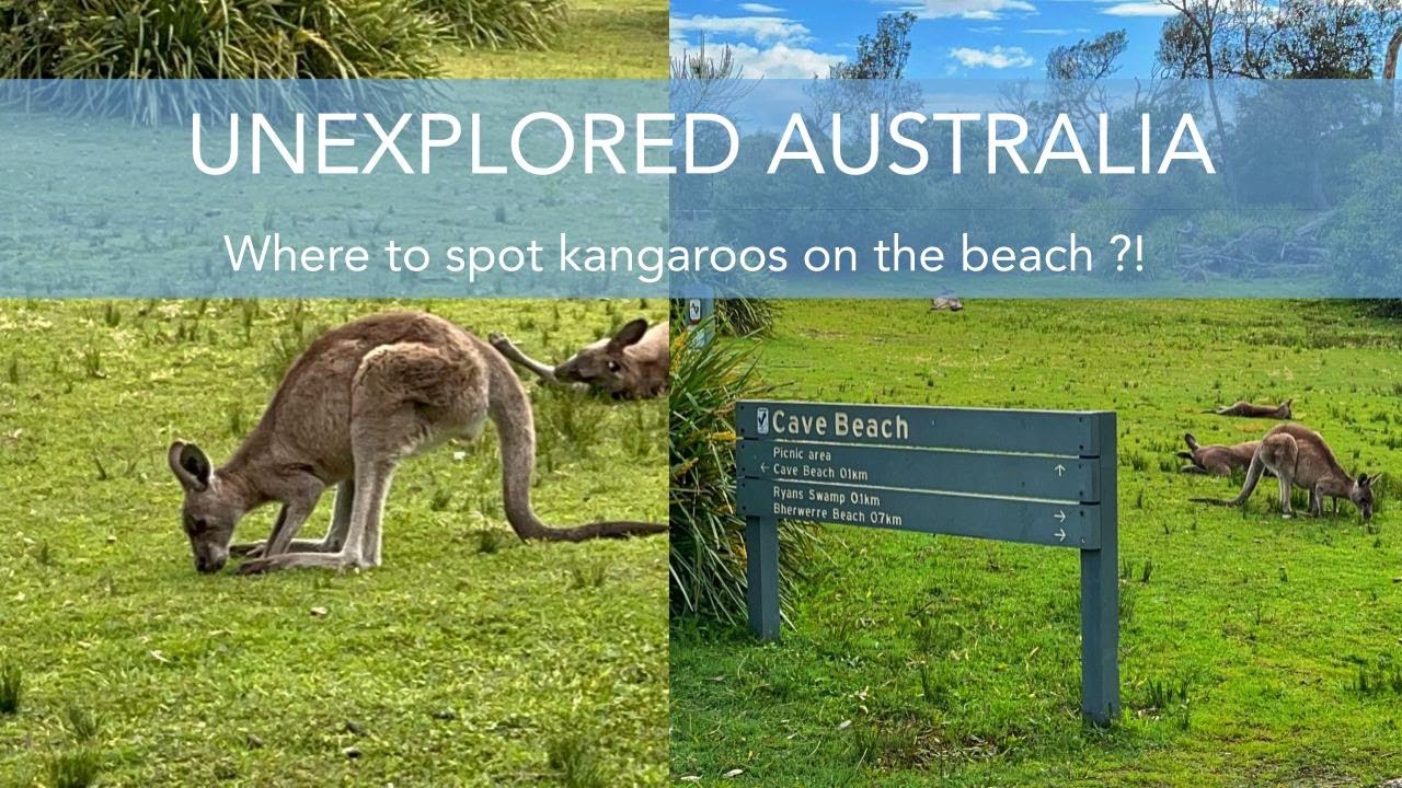TOP THINGS TO DO IN JERVIS BAY | WHALE WATCHING, KANGAROOS AND MORE!!