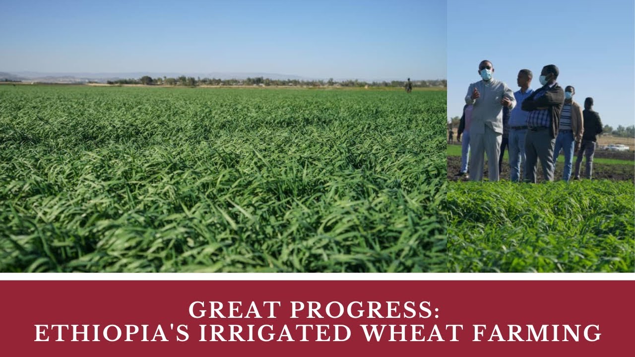 Really Great Progress: Ethiopia’s Irrigated Wheat Farming | Akaki | Afar | West Shewa Zone