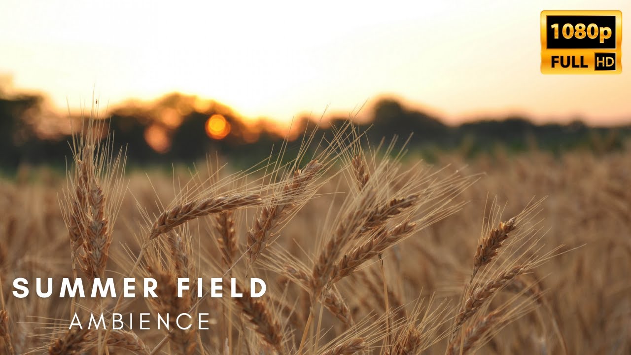 Summer Field & Grasshoppers Sounds - Relaxing Field Sounds - Field Ambience for Sleep
