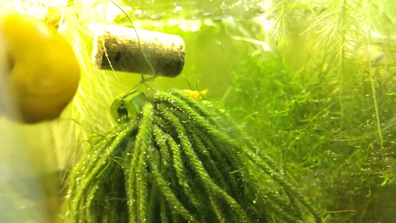 partial fish room tour