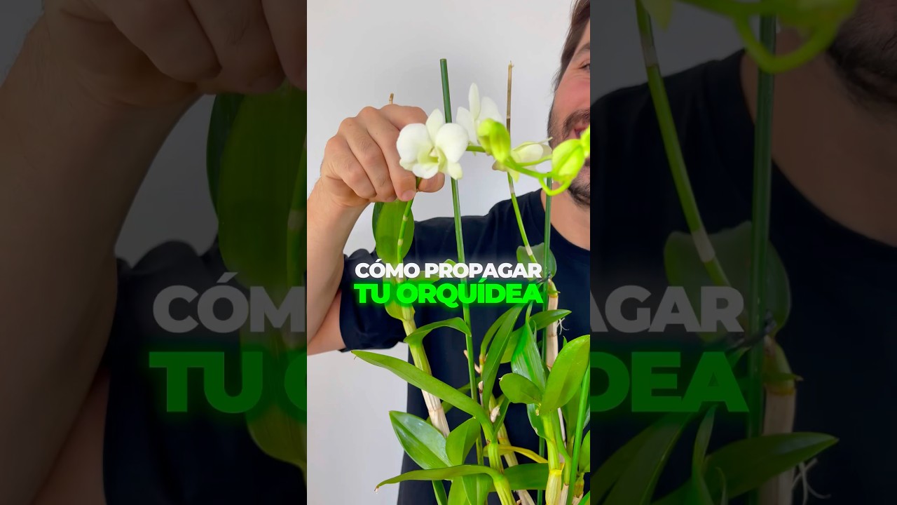 ✂️🌱 C&oacute;mo propagar tu orqu&iacute;dea en 5 pasos 🌱✂️ #planttips #orquideas #plantcare #plantasdeinterior