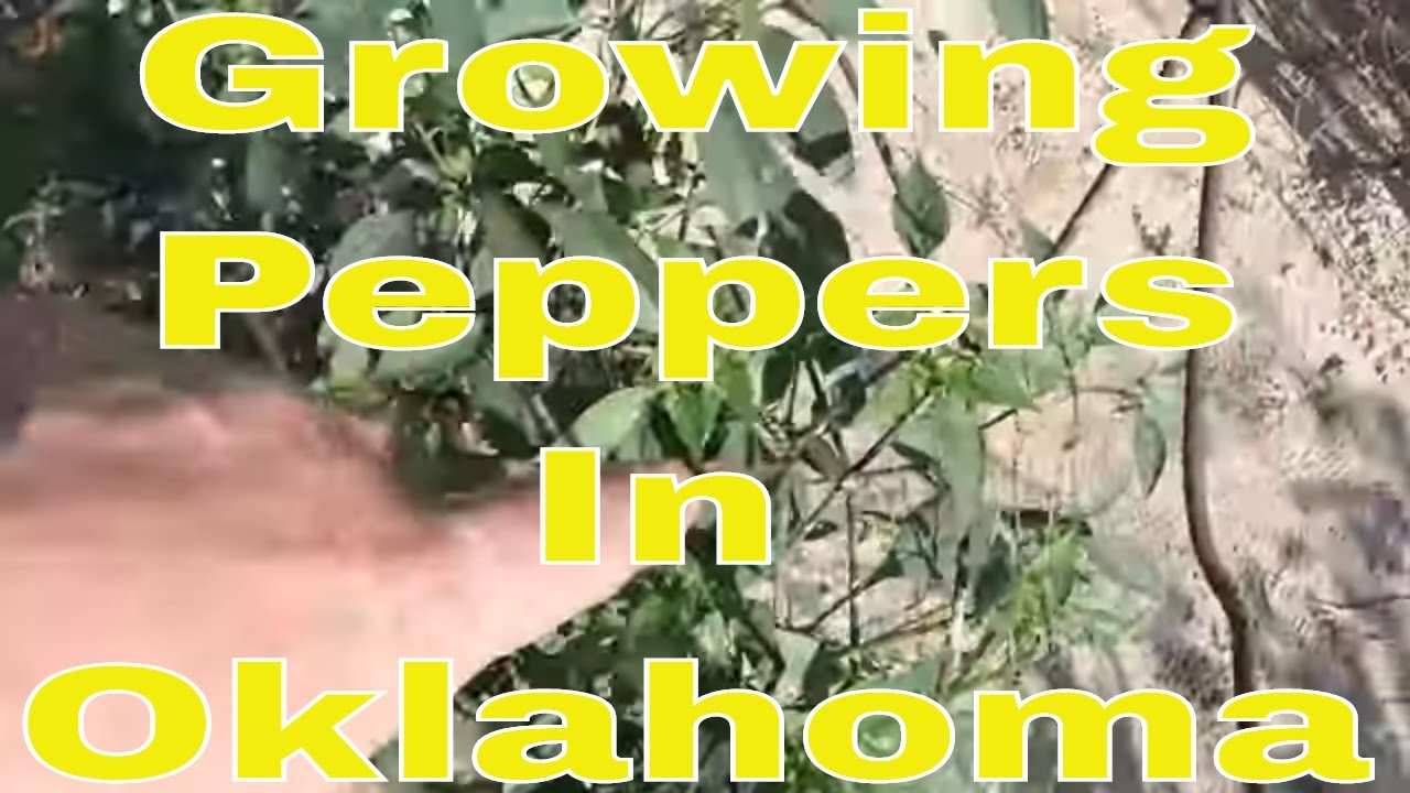 Growing Peppers In Oklahoma - Garden Update