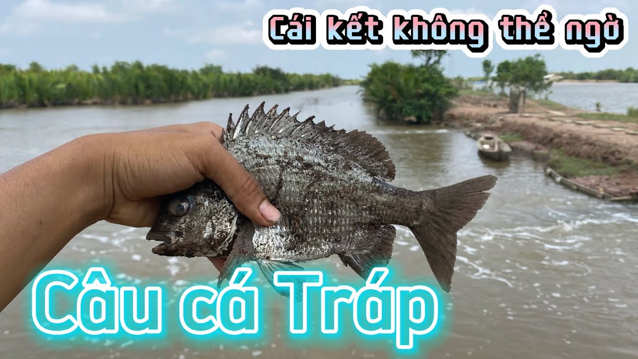 Câu cá Tráp lúc nước chảy và cái kết lên hàng không thể ngờ.