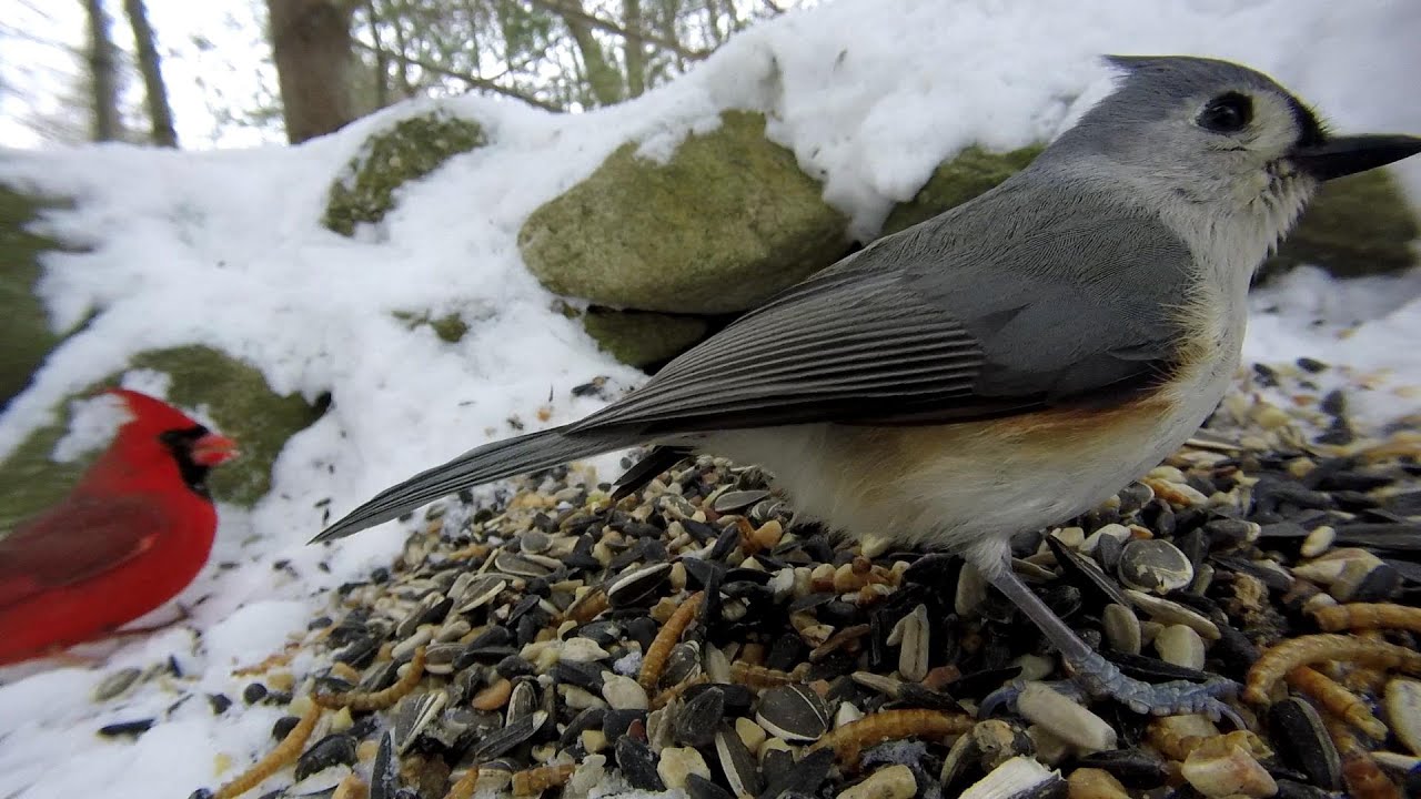 BIRDS/Tufted Titmouse steals the spotlight...again:)