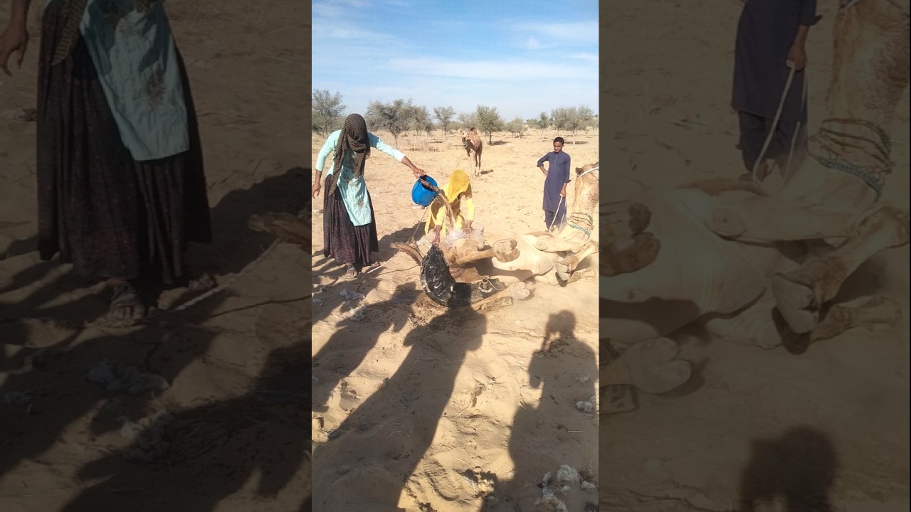 Helpless Camel in Thar Desert &ndash; A Silent Struggle of Humanity