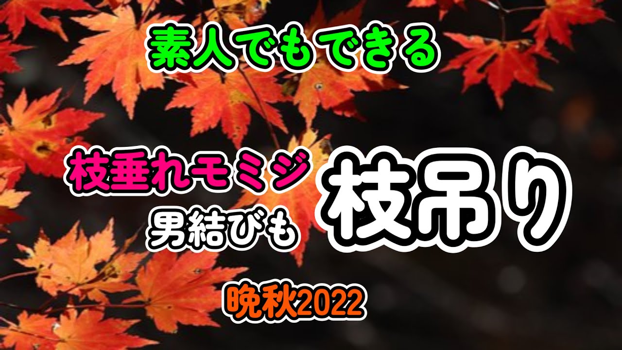 【雪国暮らし】枝垂れモミジの枝吊り Maple snow measures