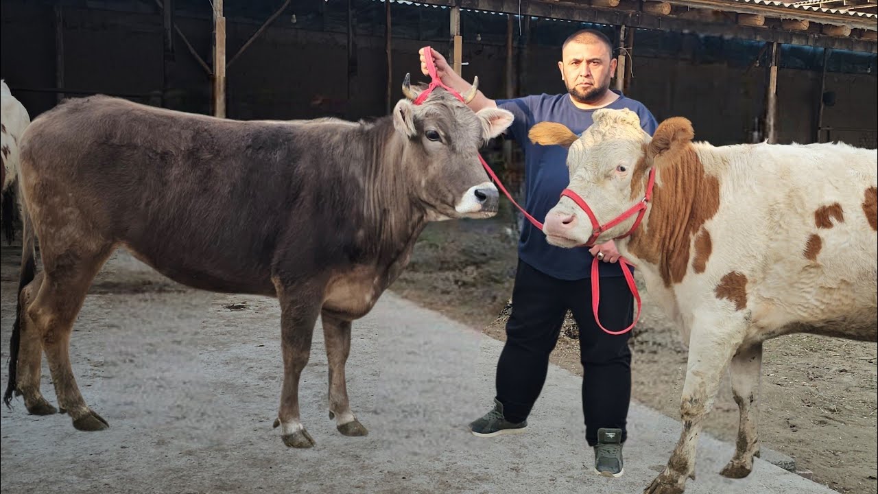 BREND FERMADAN 1 MILLION YUTUQ🔥 SHVEST SMENTAL UKRAINKA BO‘G‘OZLAR MUZAFFAR AKADA🔥