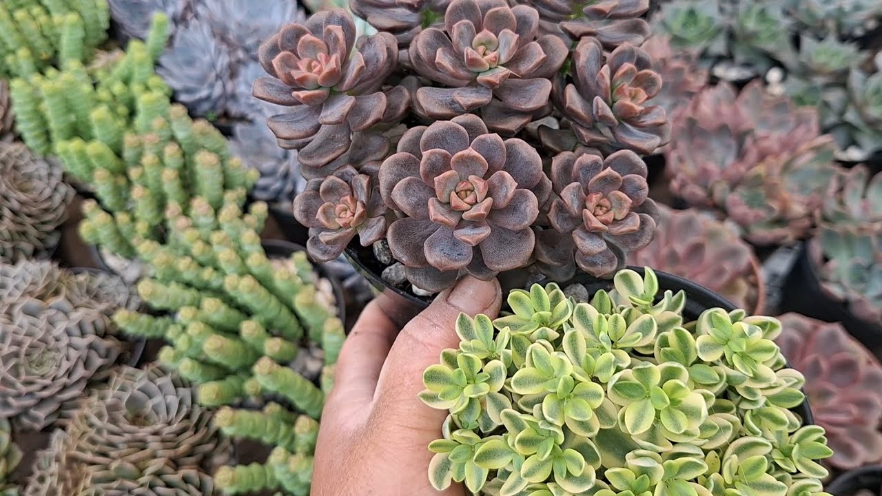 Suculentas lindas, preços acessíveis. Aproveite as promoções.