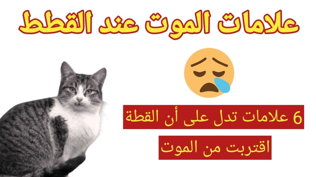 من علامات موت القطط