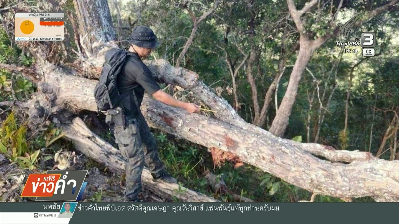 กรมอุทยานฯ แจงตรวจสอบลักลอบตัดถนนตั้งแต่ปีที่แล้ว