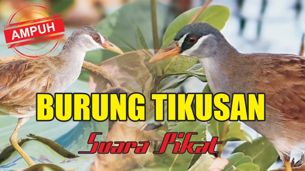 SUARA PANGGIL BURUNG TIKUSAN