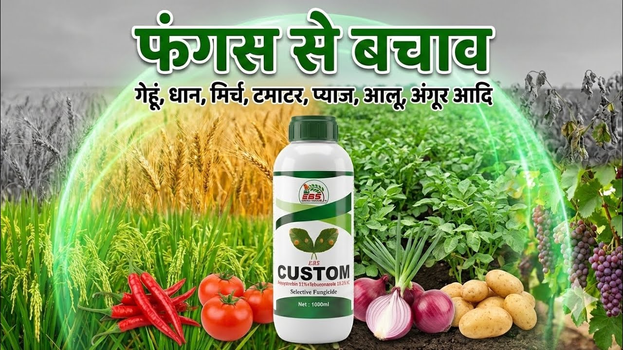 फंगस का होगा जड़ से सफाया! 🌾🍅 EBS Custom Fungicide Full Details in Hindi