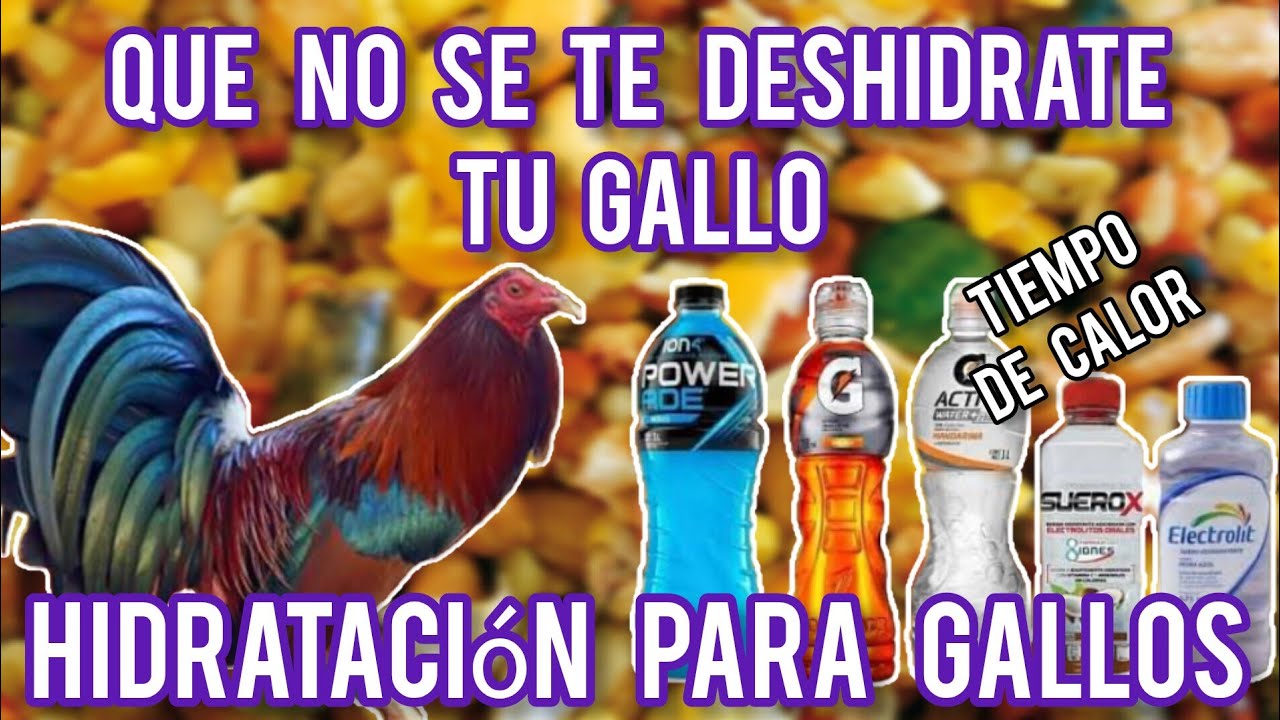 Punteo de gallos, hidratación tiempo de calor