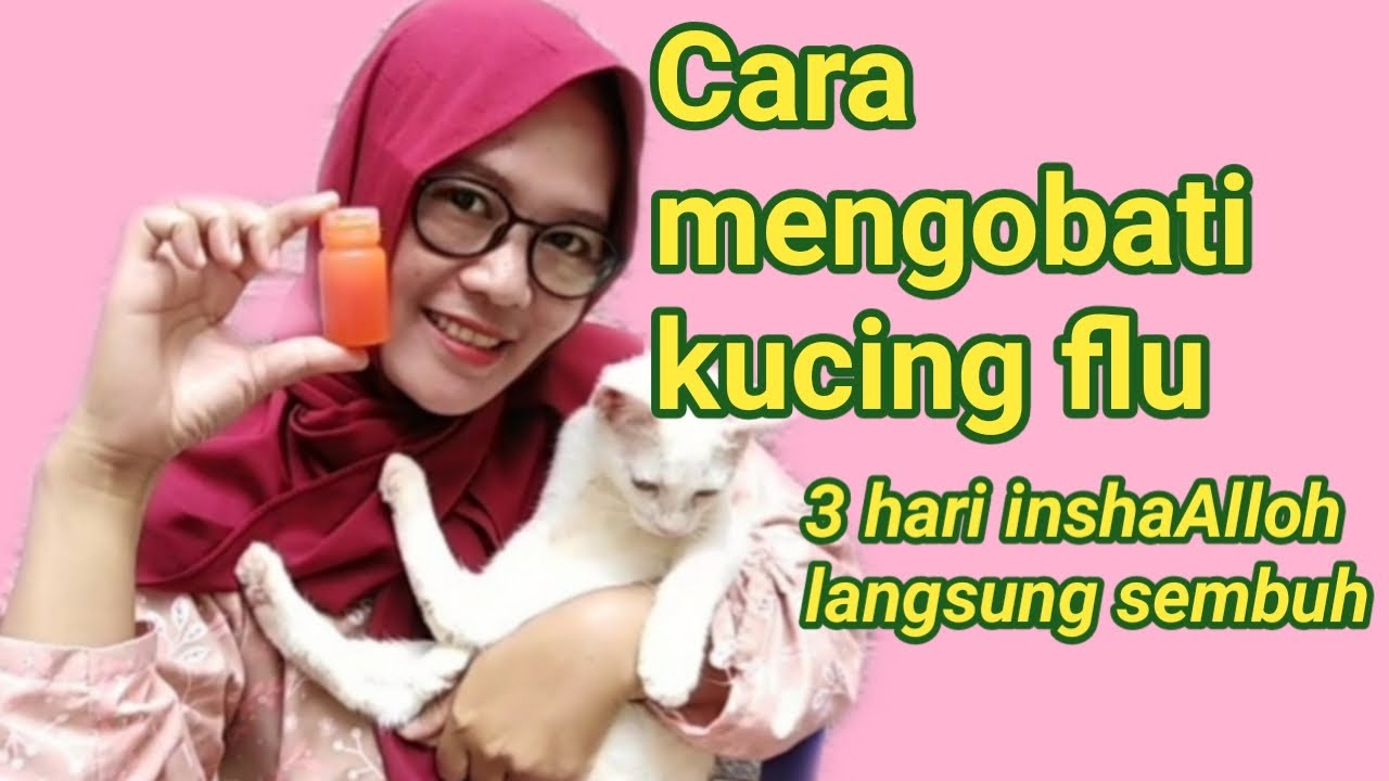 Cara mengobati kucing flu//tiga hari inshaAlloh langsung sembuh