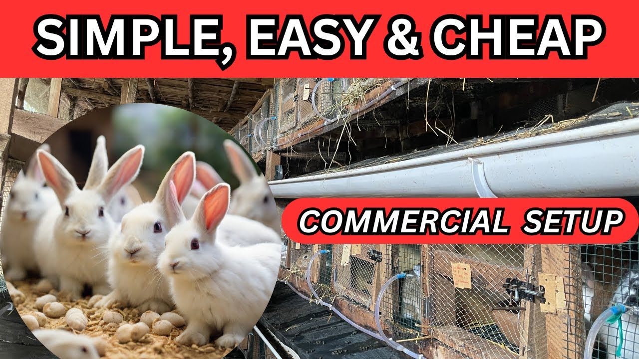 OUR COMMERCIAL RABBITRY SETUP | SIMPLE RABBIT FARMING SYSTEM