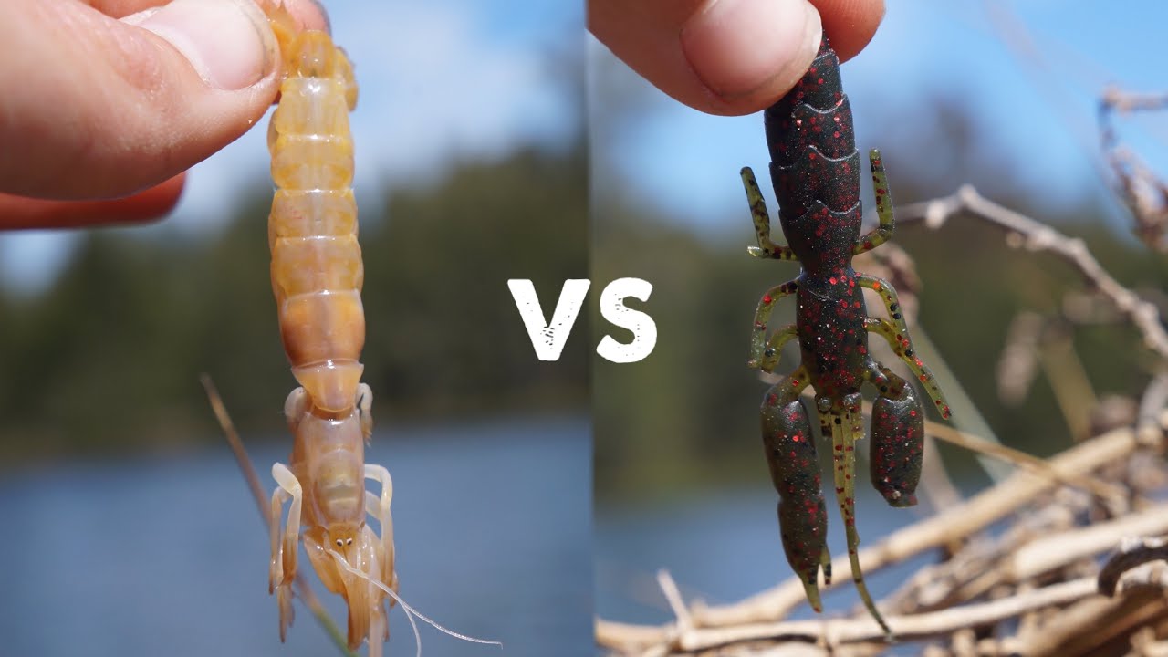 Bait Vs Lure fishing Challenge!!