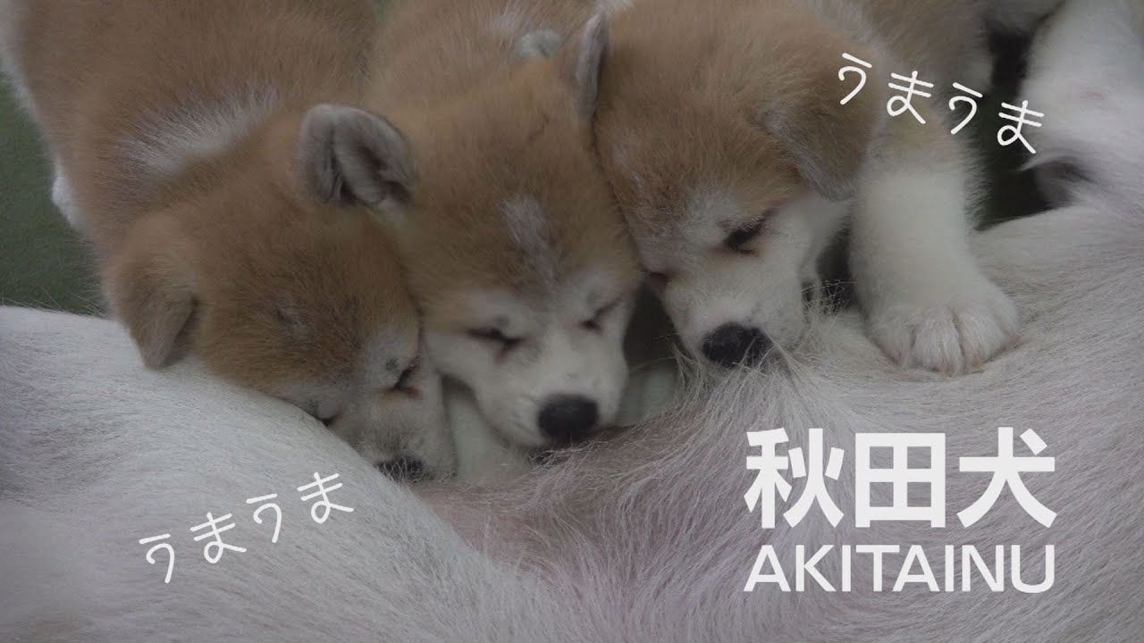 再び禁断の扉が開かれる！ママのおっぱいにレッツらゴー　秋田犬の子犬が夢中で飲む！飲む！飲む！