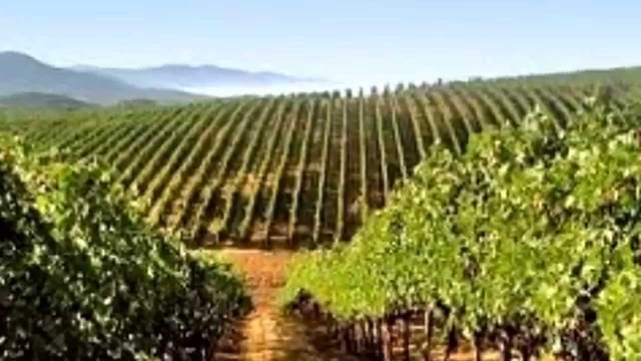 Viñedos y Montaña, Mendoza Para Soñar... ARGENTINA