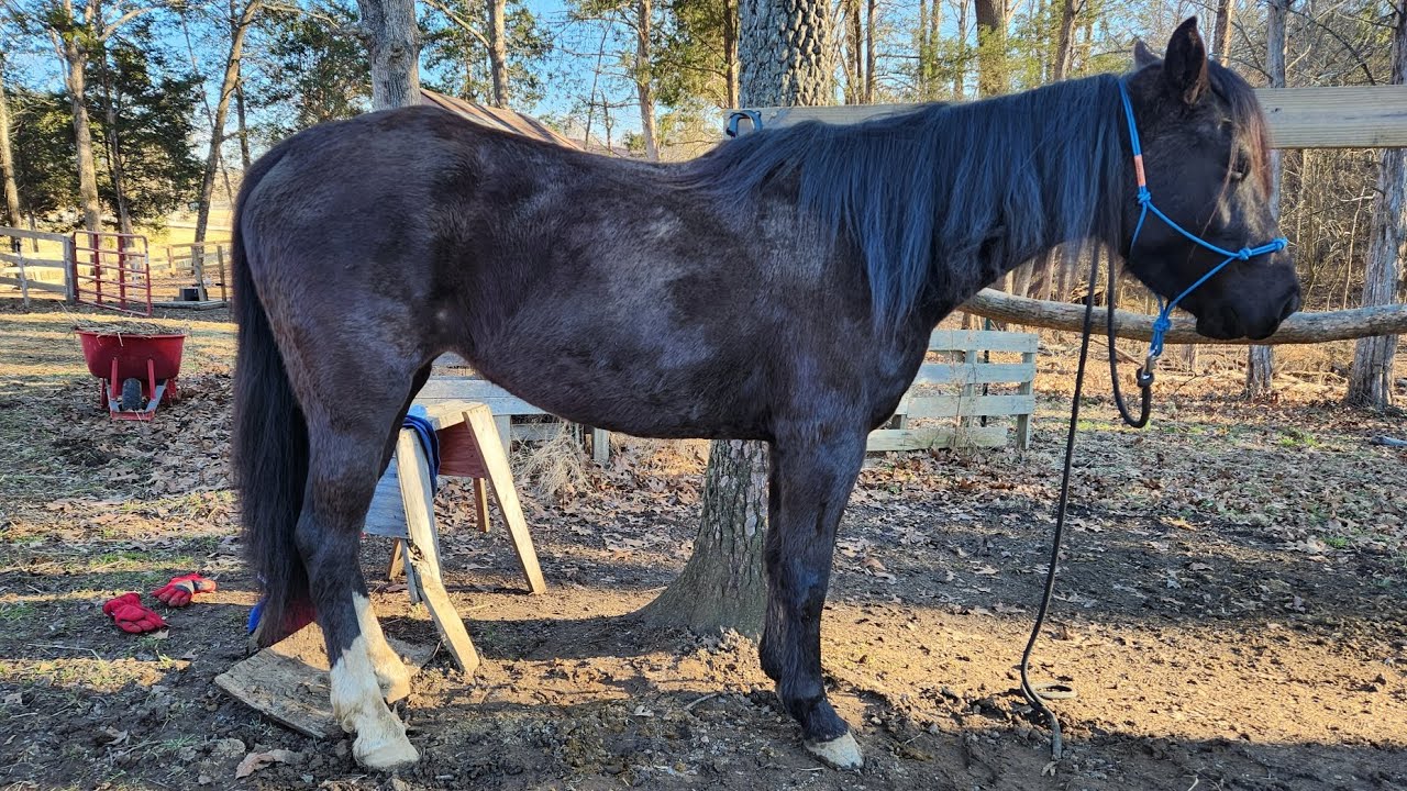 Midnight starts her training! #hooserhorsemanship #rockymountain #horsetraining 