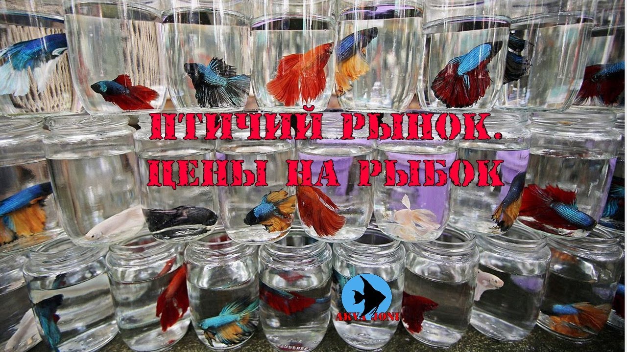 Птичий рынок. Цены на рыбок.
