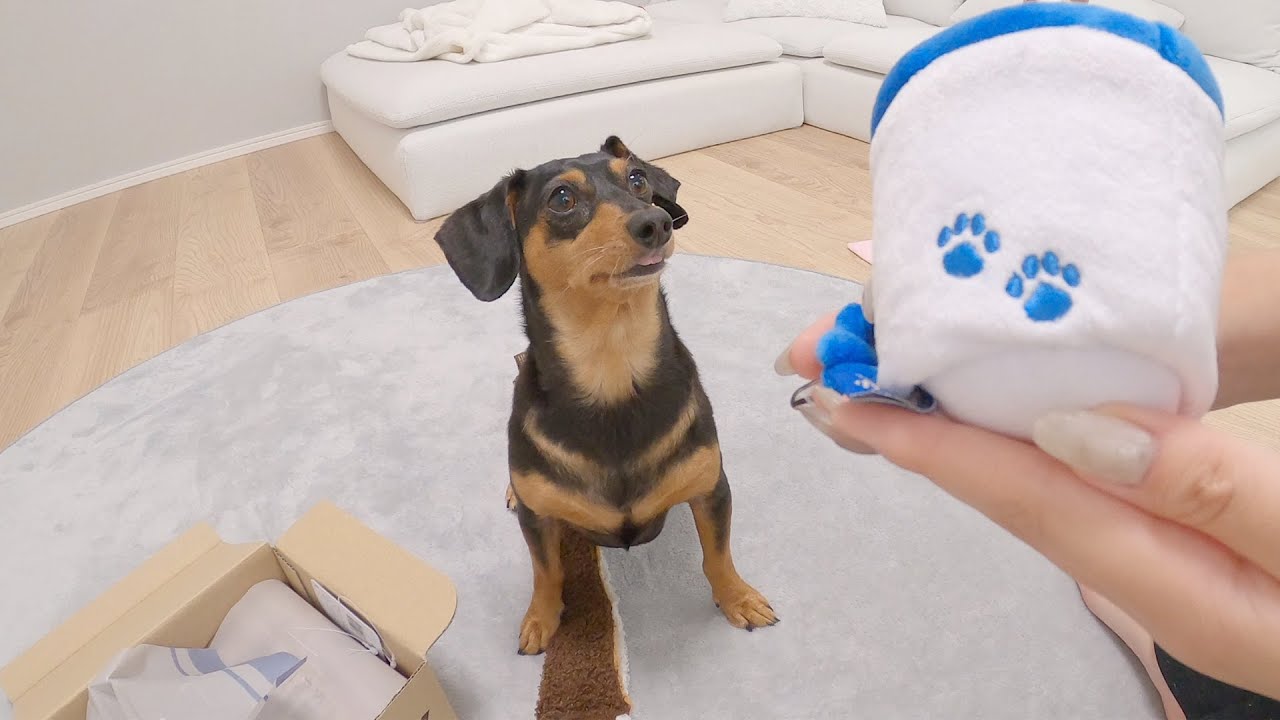 ベロをしまい忘れている犬