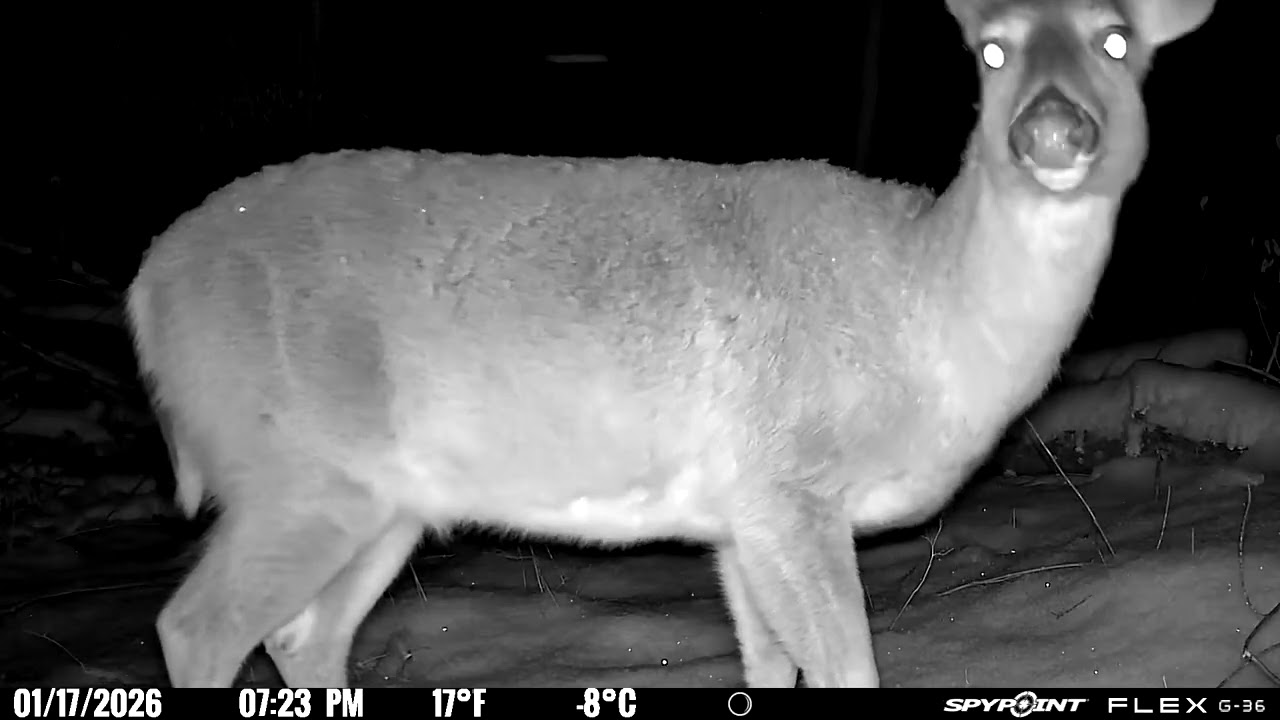 The 16th thru the 20th January 2026 trail cams