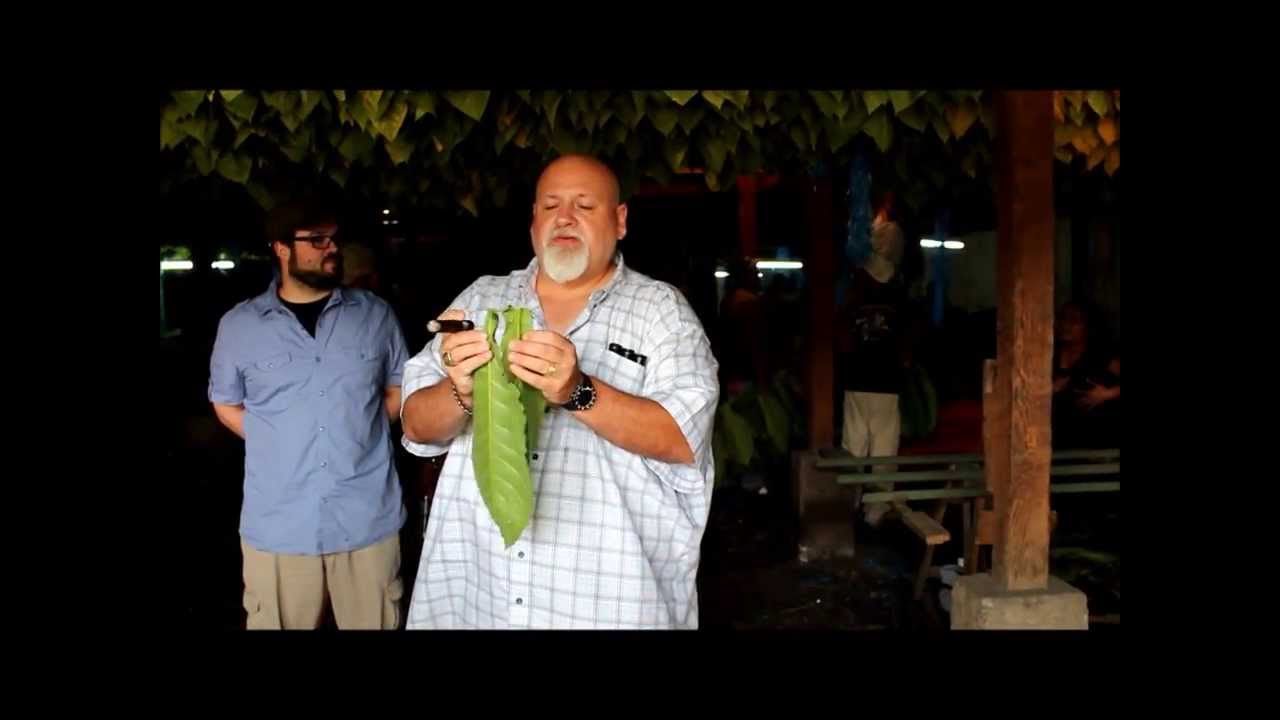 Drew Estate Cigar Safari: Stalk Cutting Vs Stalk Curing