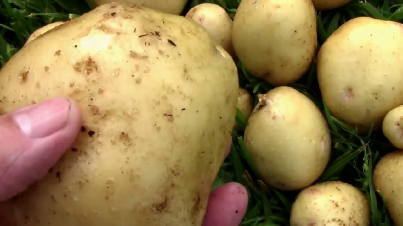 Grow Bag Potato Harvest and Reveal - Yucon Gold.
