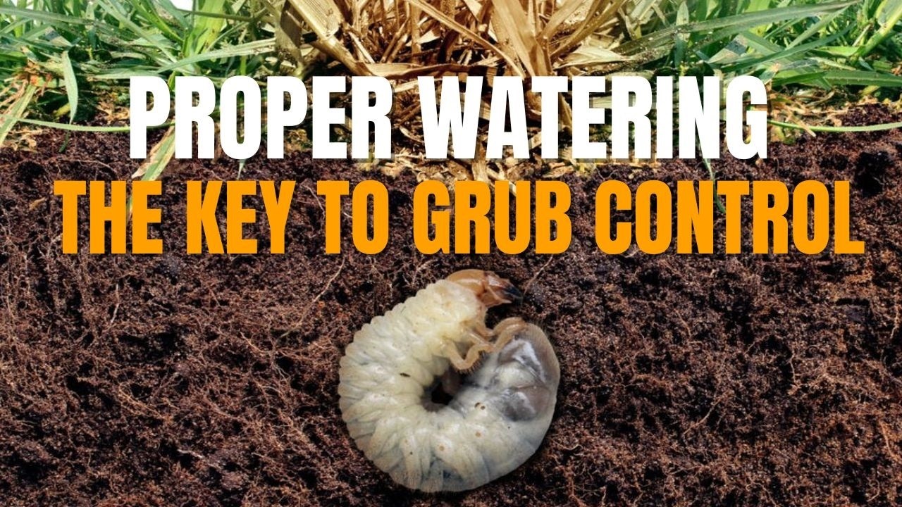 Learn Why Proper Lawn Watering Prevents Lawn Grubs / How to Identify & Prevent Grub Worm Damage