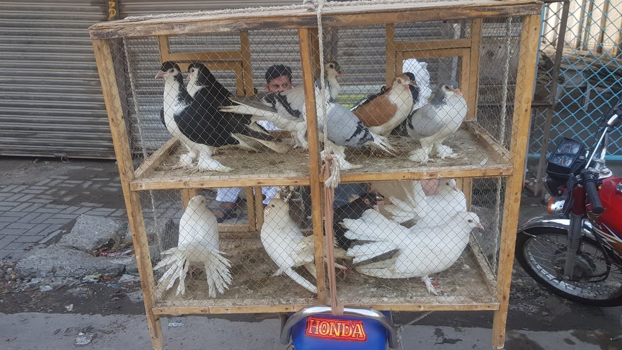 Lahore Pigeon Market update Lari adda Mandi Fancy Pigeon Price in Lahora @sjpetslover