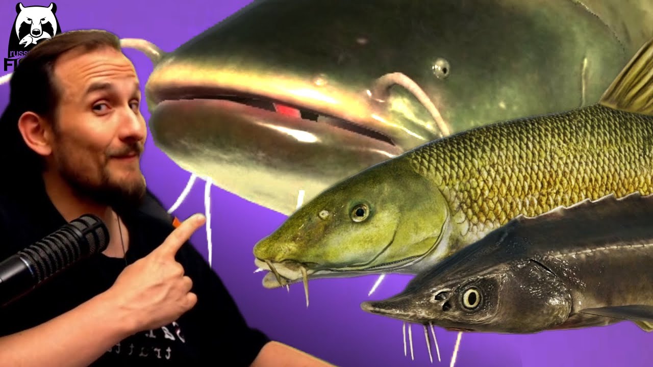 Russian Fishing 4 - Achtuba - Sterlet und Wels