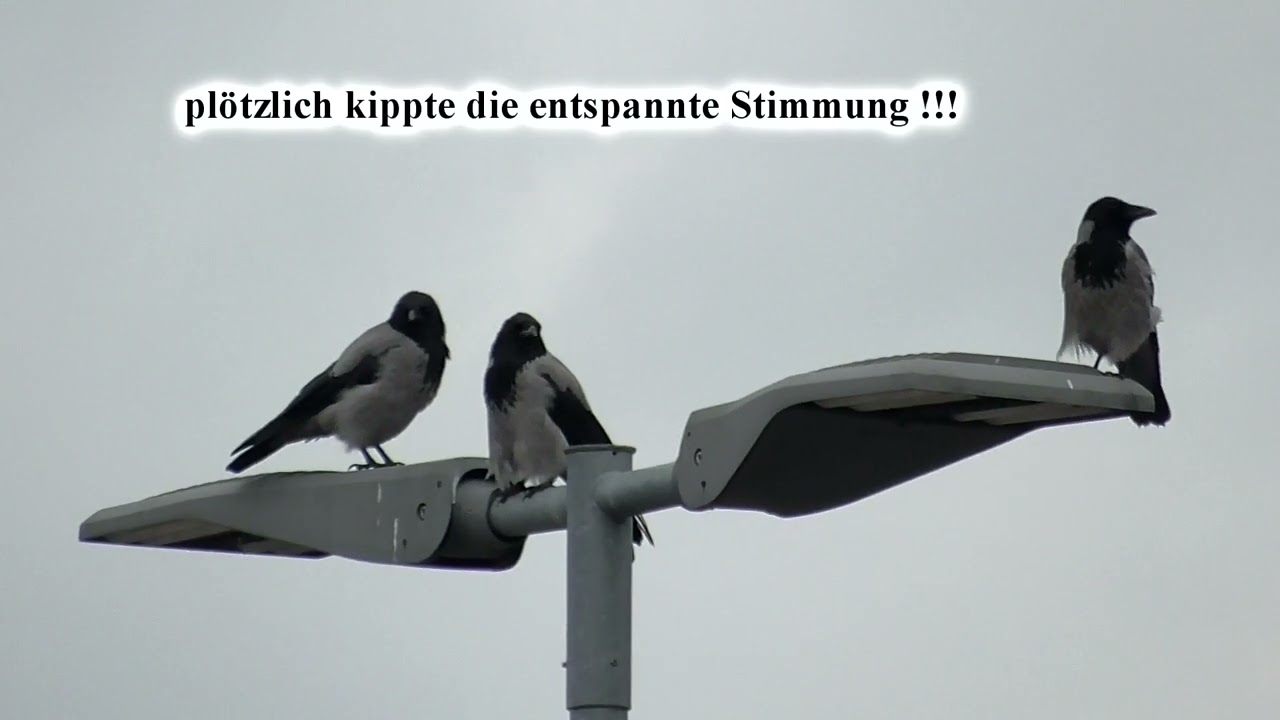 die DREI vom Parkplatz