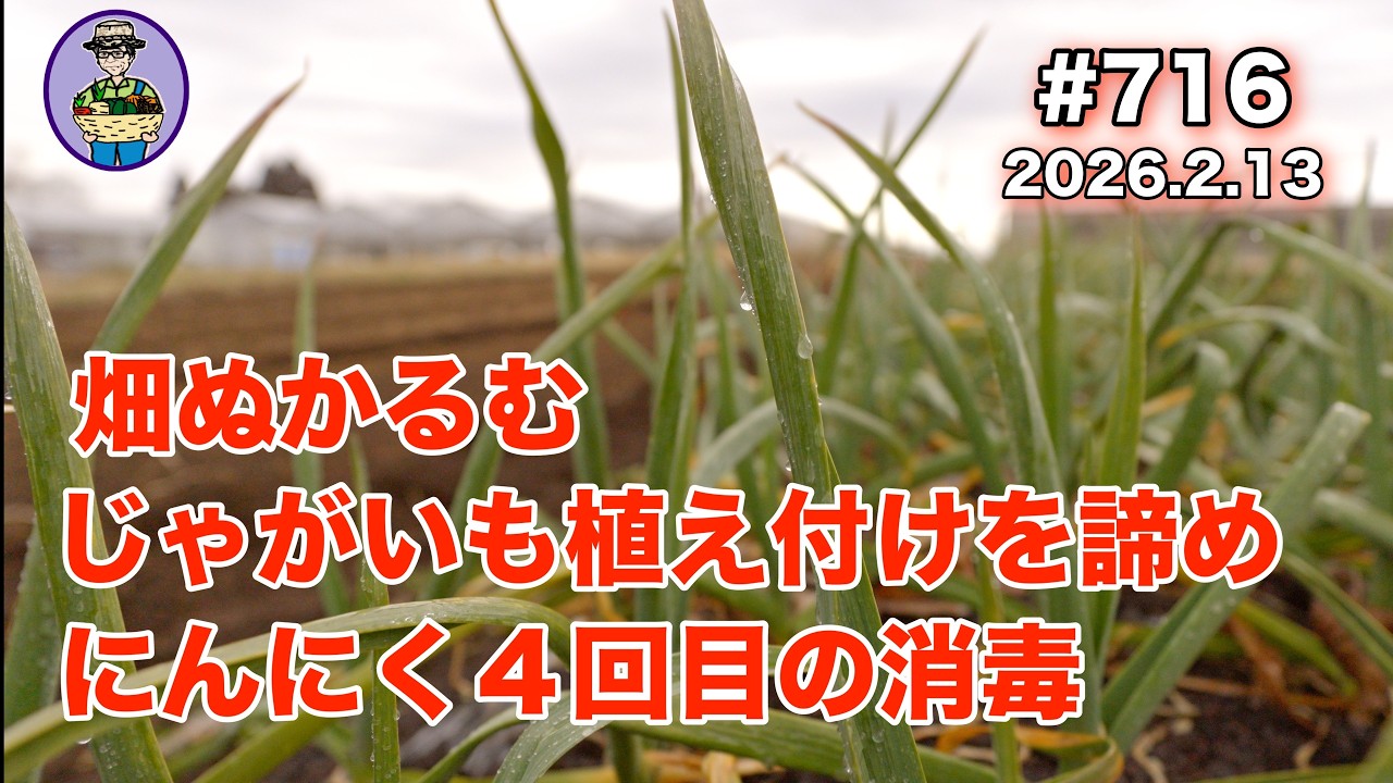 【にんにく】 第716話、畑が湿気り、じゃがいも植え付けを諦める。にんにく４回目の消毒をする。 #オーガニック栽培 #家庭菜園 #農業VLOG
