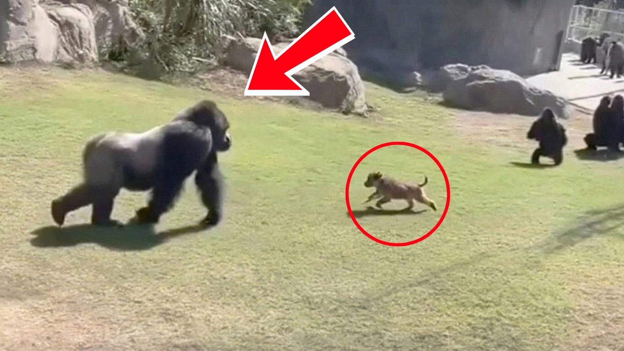 Mother Gorilla Chased the Puppy — What She Did Next Shocked Everyone | animal stories