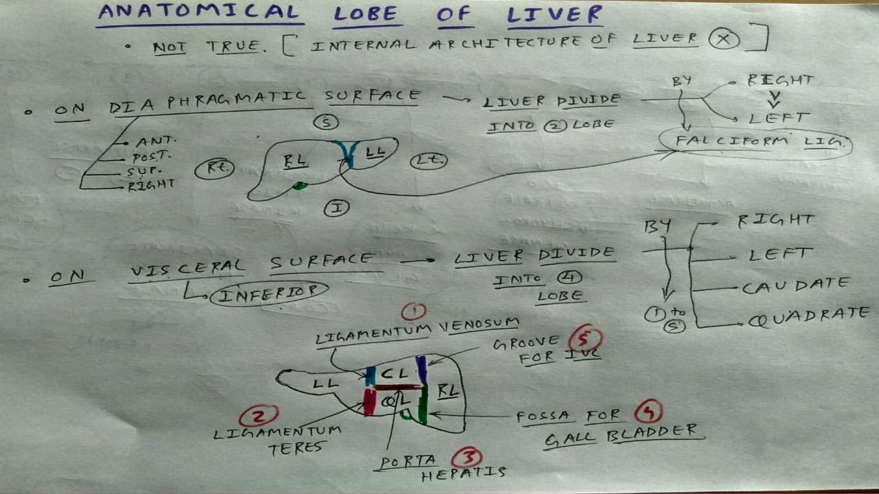 Anatomical Lobe of Liver - 4 | Abdomen Anatomy | TCML