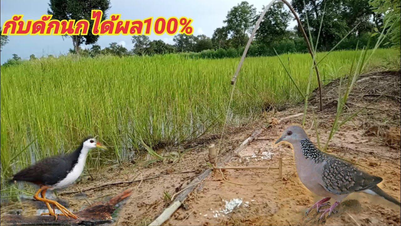 กับดักนก ได้ผล100%